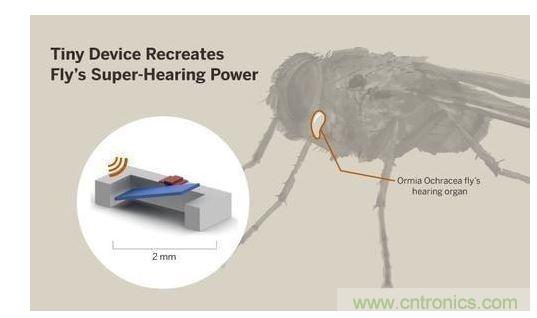 顯示研究人員們經(jīng)由這種寄生蠅的聲音處理機制啟發(fā)，開發(fā)出一款低功耗的麥克風(fēng)組件。