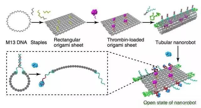 中美科學(xué)家聯(lián)手，用DNA納米機器人殺死癌細胞