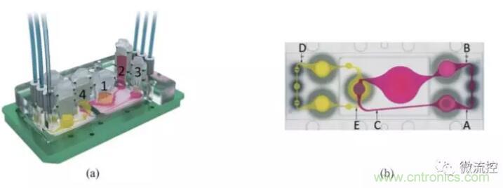 多器官微流控芯片技術(shù)及其應(yīng)用